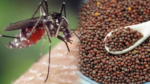 mosquito