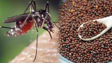 mosquito