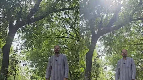 haunted-tree