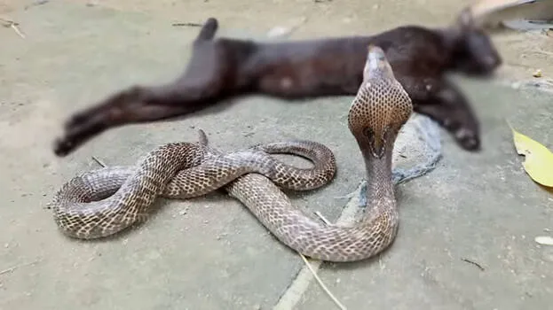 snake