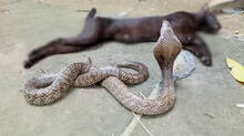 kaumudy-tv-snake-master-latest-episode