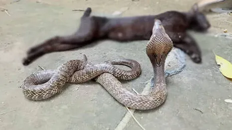 snake