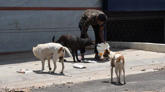 stray-dog-food