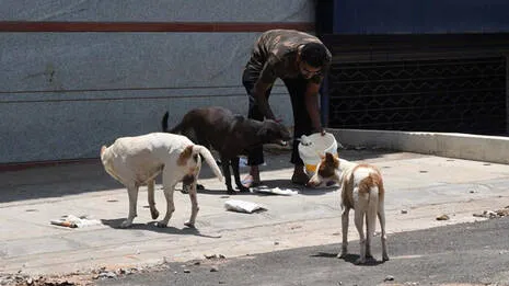stray-dog-food