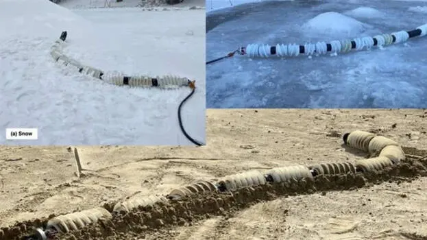 eels