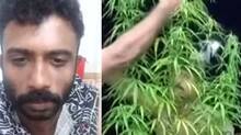 man-arrested-for-growing-cannabis-plants