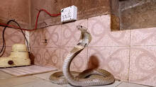 snakemaster