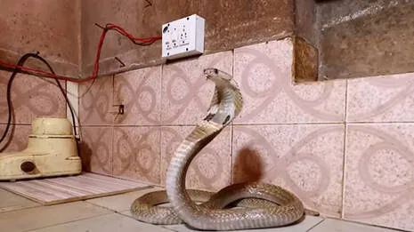 snakemaster