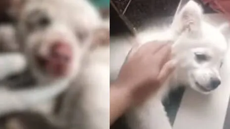 dog