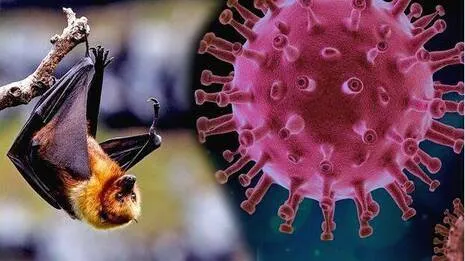 nipah