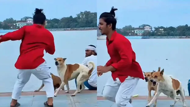 dog