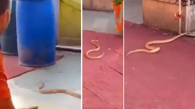 snake