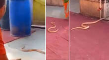 snake