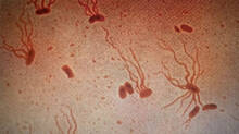 typhoid-