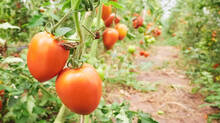 farming-