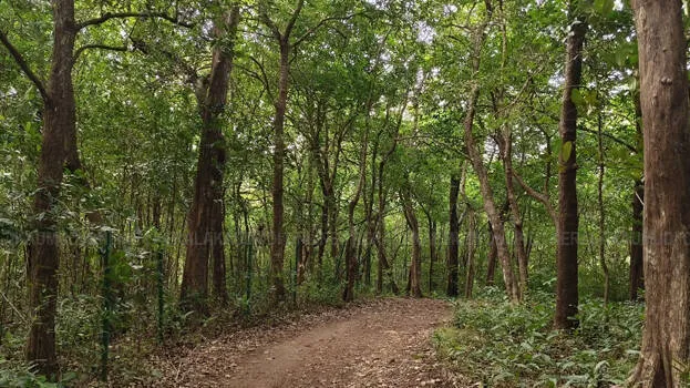 forest