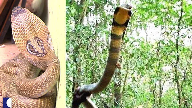 snake