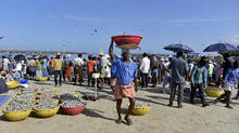 chellanam-mini-fishing-harbor-shrimp