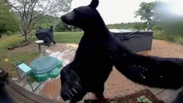 bear