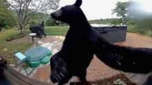 bear