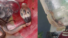 snake-rescue-from-kannur