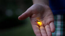 scientists-warn-we-might-be-the-last-generation-to-see-fireflies-why-are-they-disappearing