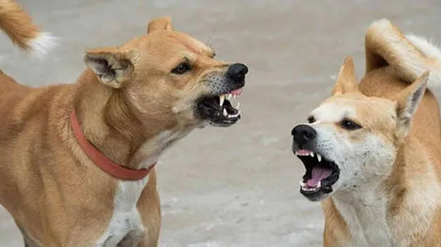 dog