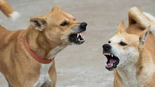 stray-dog-attack-in-varkala-and-three-including-nine-year-old-injured