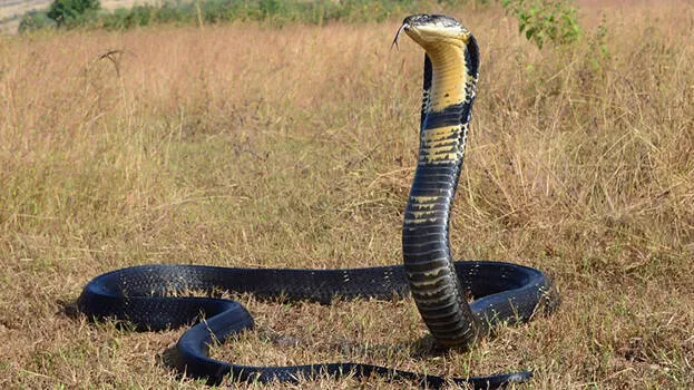 king-cobra