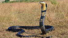 the-animal-which-is-a-threat-to-king-cobra