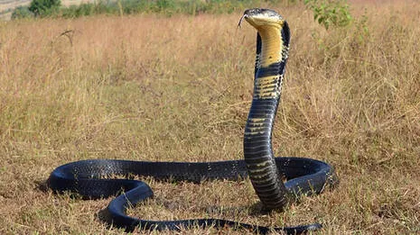 king-cobra