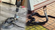 reason-for-snake-entering-home