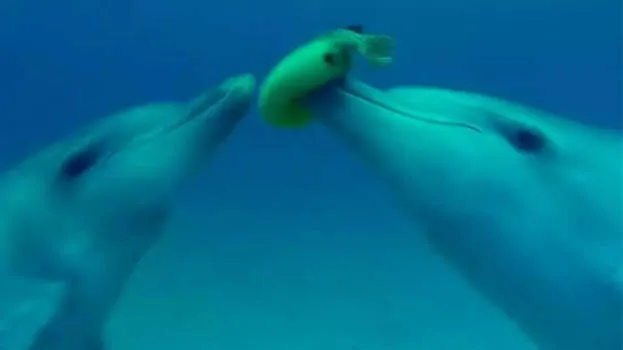 dolphin
