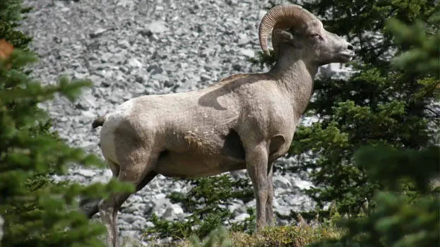 sheep
