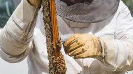 cultivation