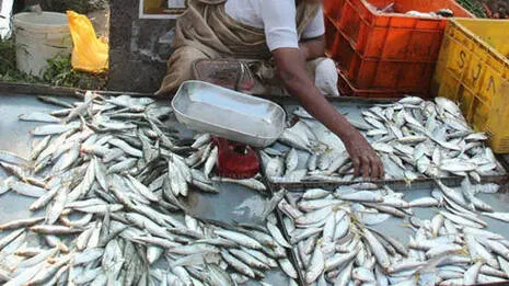 fish