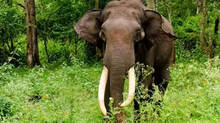 wild-elephant-attack-at-attapadi-one-death