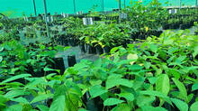 ayurvedic-medicine-production-in-kerala