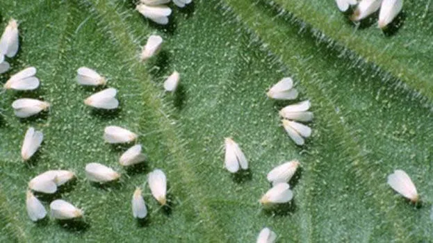 bugs