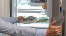 fish
