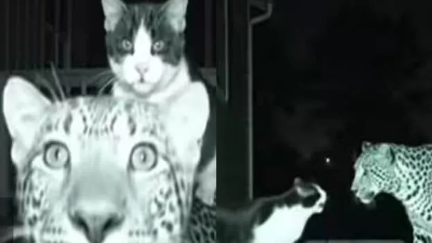 cat-