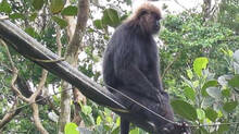 monkey-causes-problem