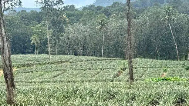 agriculture