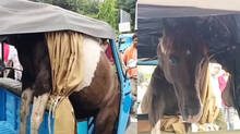 horses-fight-one-leaps-into-rickshaw-and-gets-stuck