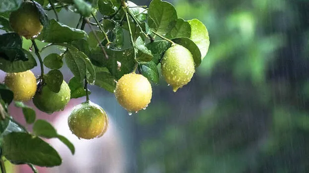 rain-drops