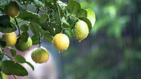 rain-drops