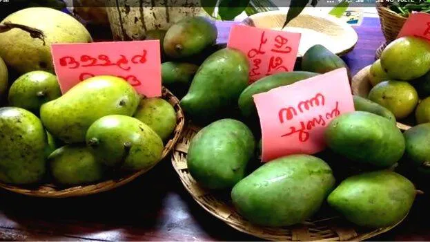 mango