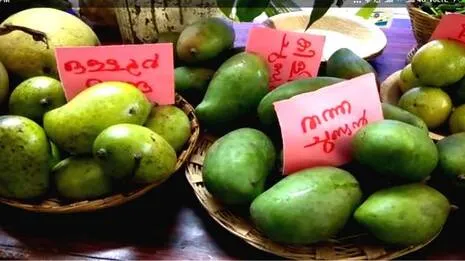 mango