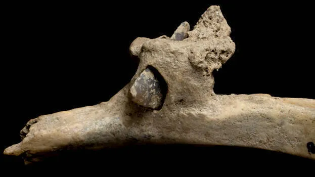 skull