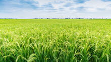 rice-field-now-forest